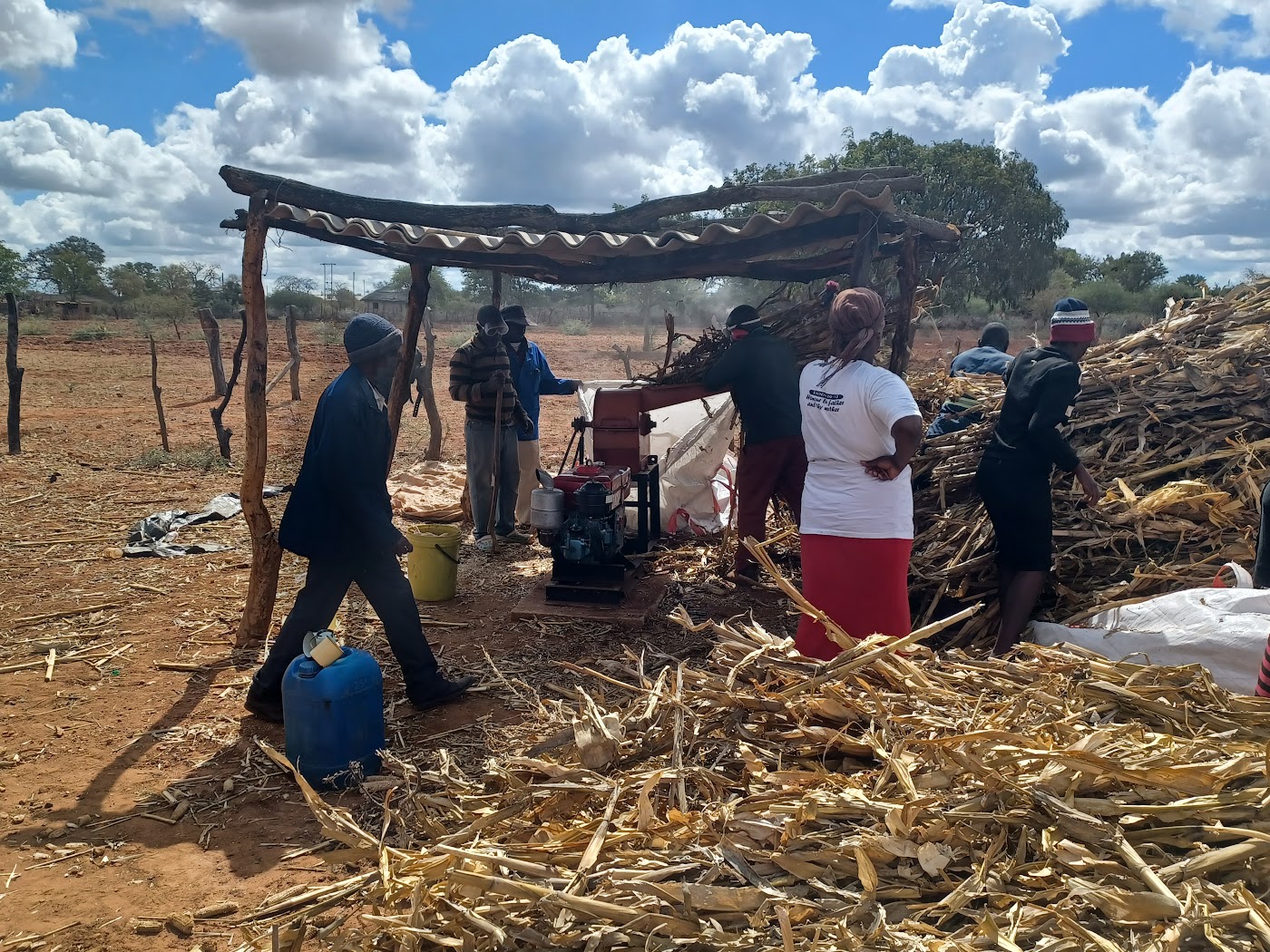 Maize field