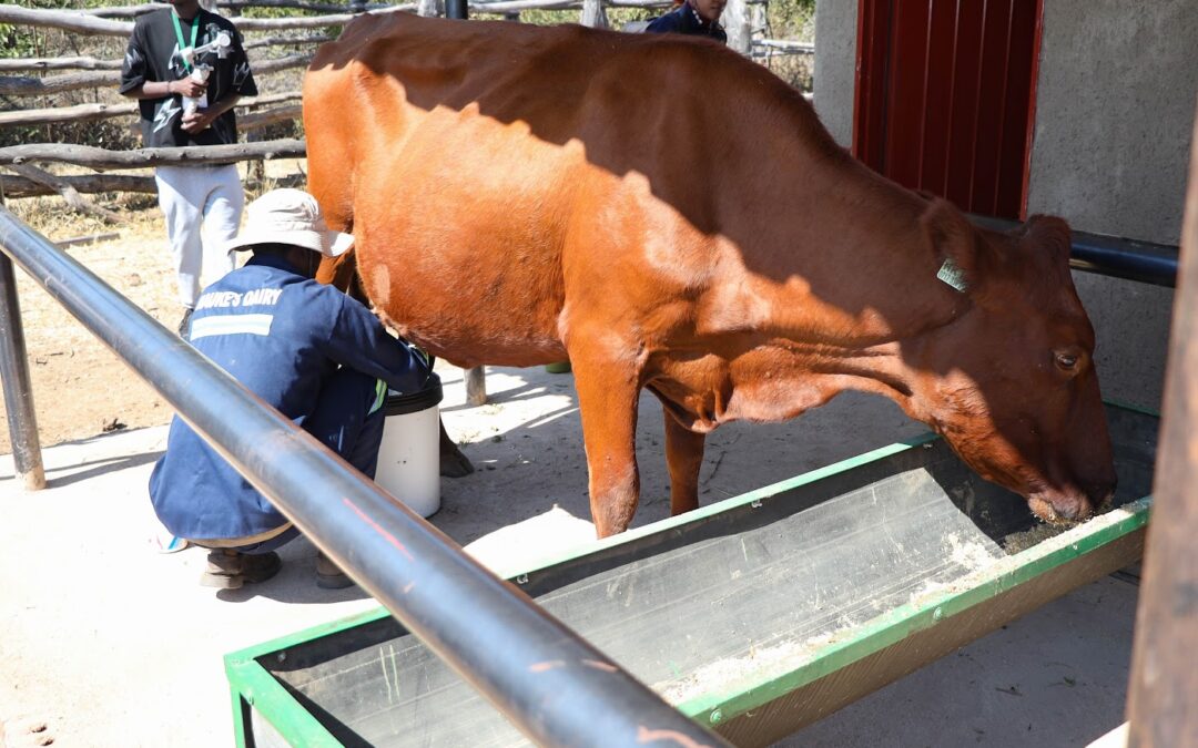 FANRPAN drives Zimbabwe’s push for formal recognition of Community Animal Health Workers