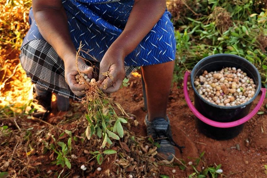 Harvesting groundnuts