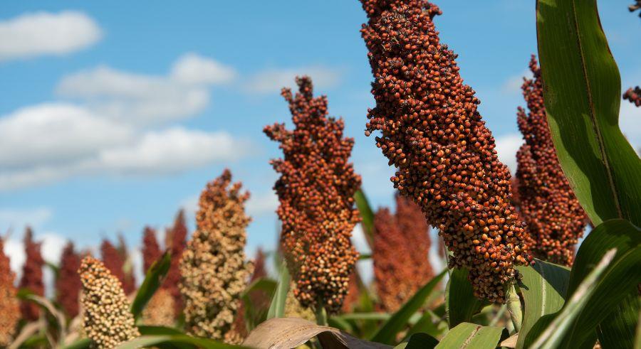 Sorghum ready for harvest