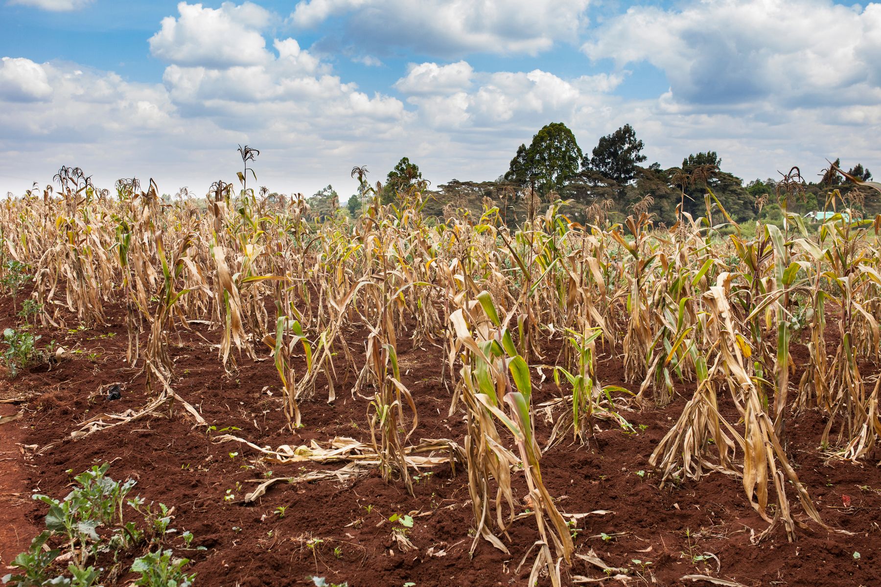 Drought-stressed maize field in Kenya