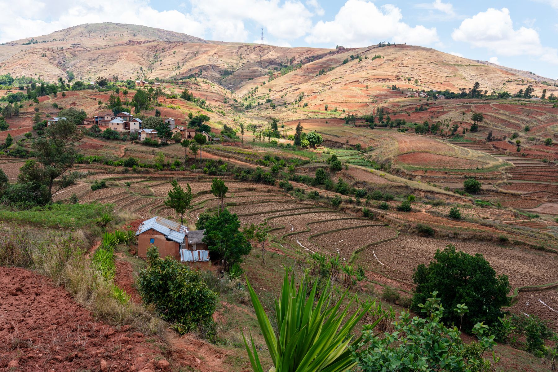 Terraced fields in the highlands of Madagascar