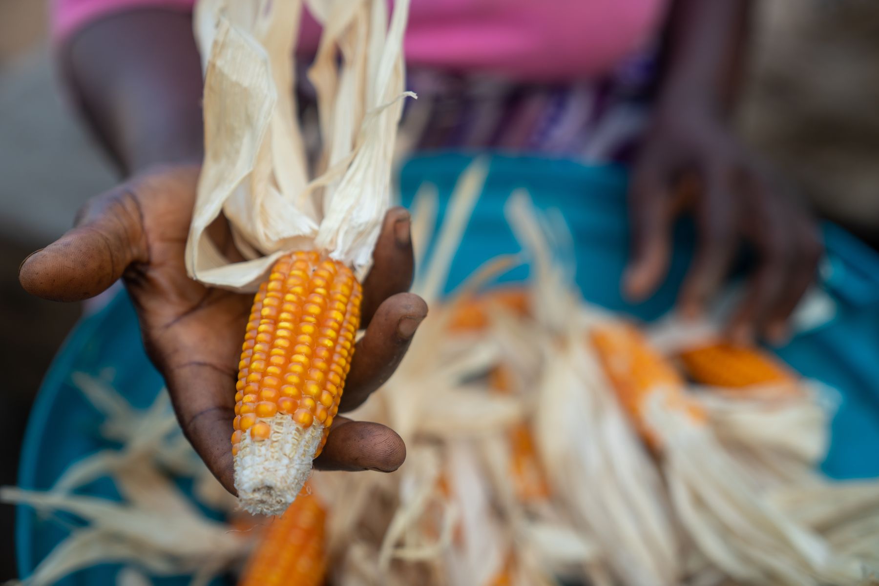 Hands husking a cob of maize
