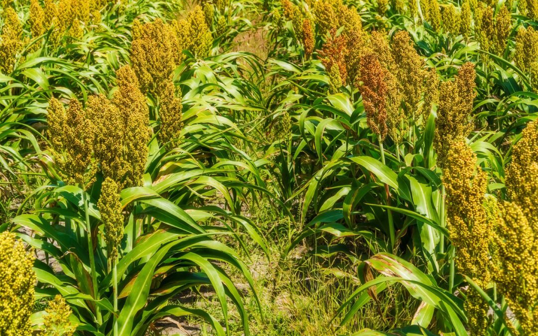 Innovation that reaches the farm: science, technology and indigenous knowledge for Africa’s food future